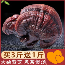 长白山野生灵芝木灵芝整枝紫灵芝赤灵芝松杉灵芝天然东北特产500g