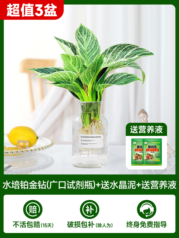 [주인 추천] ✅ [3개] 수경 백금 다이아몬드(입이 넓은 시약병) + 무료 크리스탈 머드 + 무료 영양액