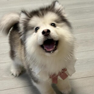 ���l�ܰ氢��˹��ѩ��Ȯ��Ȯ���w�������ﹷ����Ȯ�o�lȮ����Ȯ��