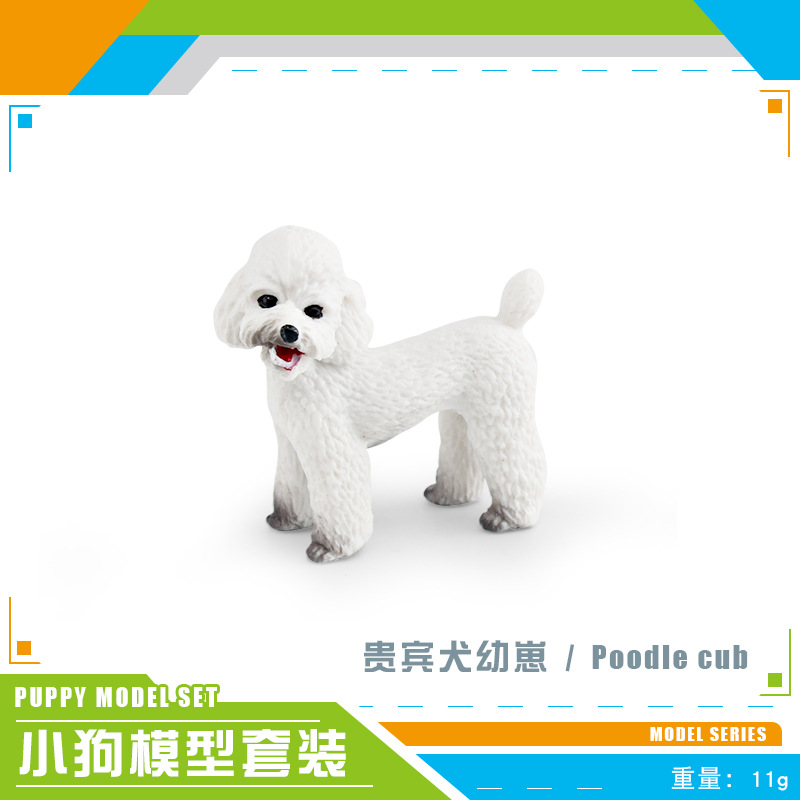PL127-2587 caniche cachorros 11g