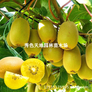 Golden Kiwi Seedlings, North and South Ground-Planted Climbing Vines, Golden Kiwi Fruit Seedlings, Potted Grafting, and the Results of the Year
