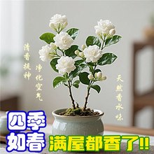 �������C�����ձ��ذ�{�^���򻨻������ļ������҃Ⱥ��B�Ϙ��Gֲ