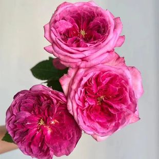 Blueberry Cake Rose Flower Seedlings Dellbad Large Flower Fragrant Rose Blooming Purple Florals All Year Round Potted Florals