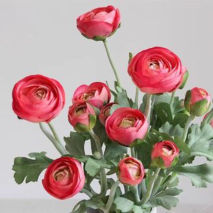 ֲë5�^¶ɏ�� ���W�Ҿӿ͏dëݢ�b����� �����u�����Ҿ��b��