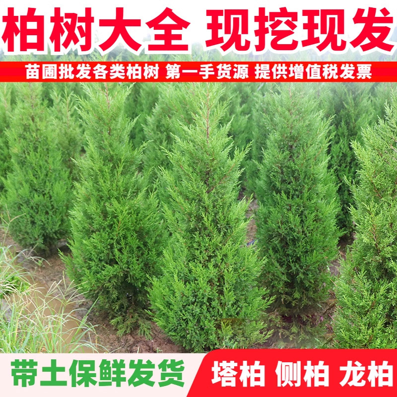 松柏树 蜀桧柏绿化苗 柏树苗 四季常青墓地松塔柏树苗