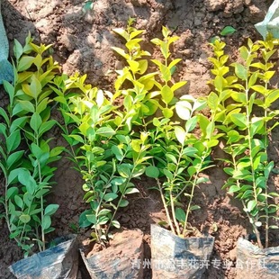 �������~Ůؑ�� �G��ֲ������~ŮؑŮؑë�����l Ҏ���Rȫ