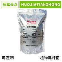 植物乳杆菌原粉 可定制菌粉含量 单菌种 益生菌粉批发源头厂家