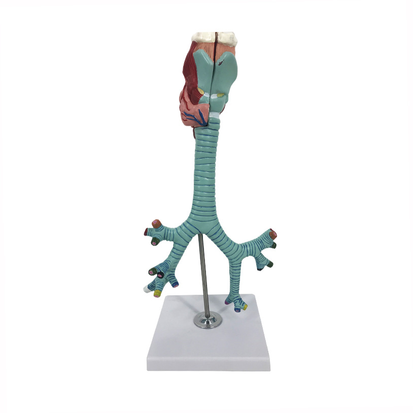 R051 Anatomical model of larynx, trachea, bronchus and segmental bronchus
