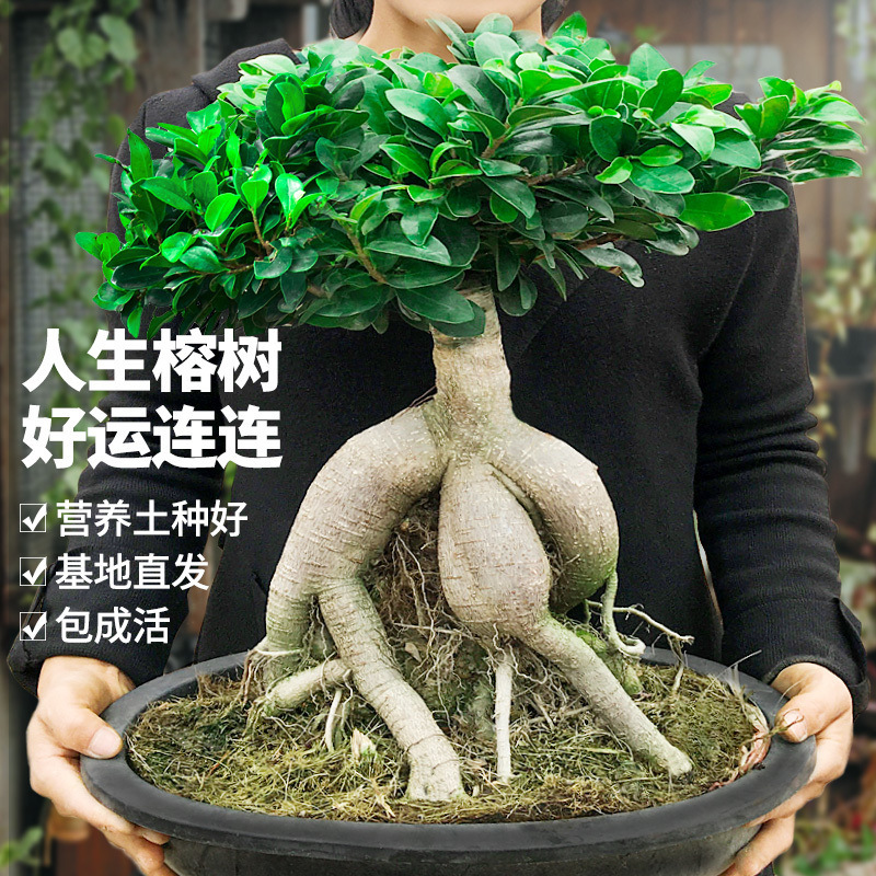 金钱榕树盆景室内外大型绿植盆栽老桩S型小叶人参榕吸甲醛包成活
