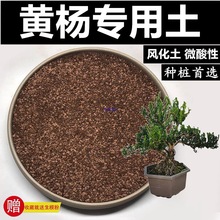 ȸ���S���������S������S�����L�����Nֲ�����Գ������I�B��ֲ��