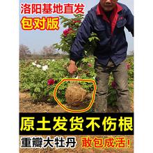 牡丹花树苗老桩带土洛阳正宗带花苞牧丹花种芍药花卉盆栽牡丹花苗
