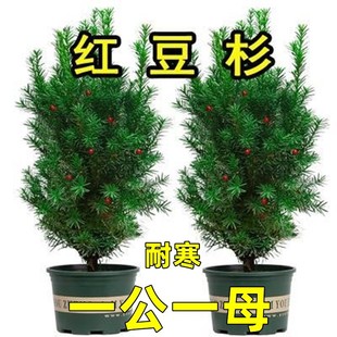 Cold-Resistant Mandia Yew Saplings Potted Bonsai Ground Planting Indoor and Outdoor Florals and Green Plants That Are Evergreen All Year Round