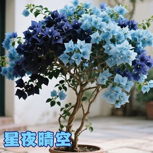 ��ҹ�������÷�ذ��ɫ�ļ����A���B�҃��̨ͥԺ�h֦�͟��ͺ��o