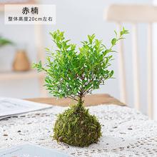 ̦�\���辰ֲ��С�~�������΢���^ˮ���k���҃Ⱥ��B�ļ�����Gֲ