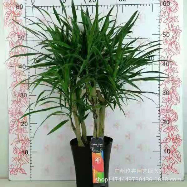 Лилия бамбук длинная чашка P150 листва растение листва Горшечное растение Гостиная Офис зеленое растение