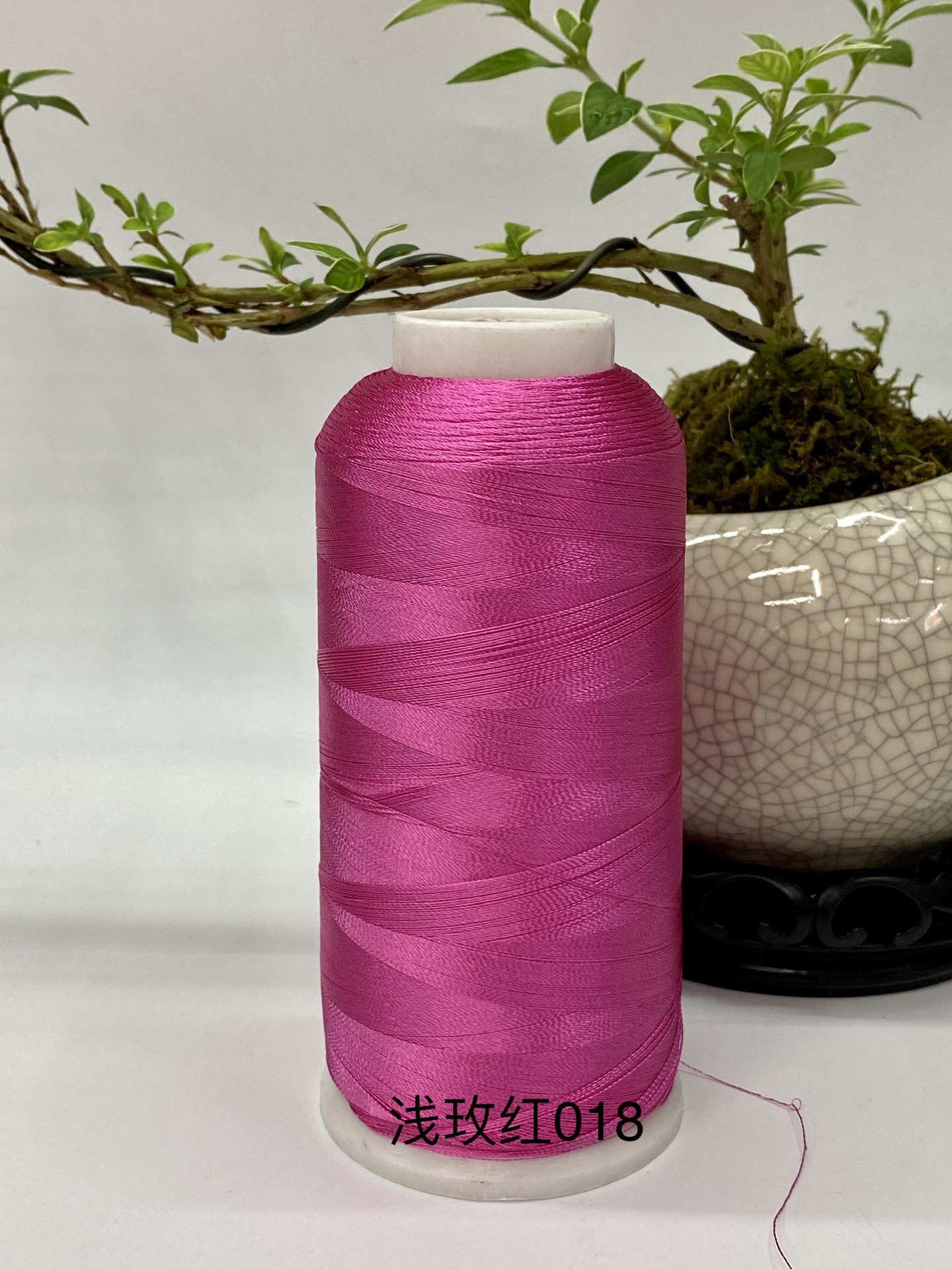 창백한 로스 레드 018