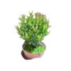 Base direct criticism of micro -landscapes, moss balls, small Chinan, nourish aquarium, pelvic pelvic pelvation, raw pelvation, leaf -viewing plant small potted plants