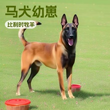 批发定制中型马犬幼崽纯种比利时牧羊犬活体狗狗护卫犬宠物工作犬