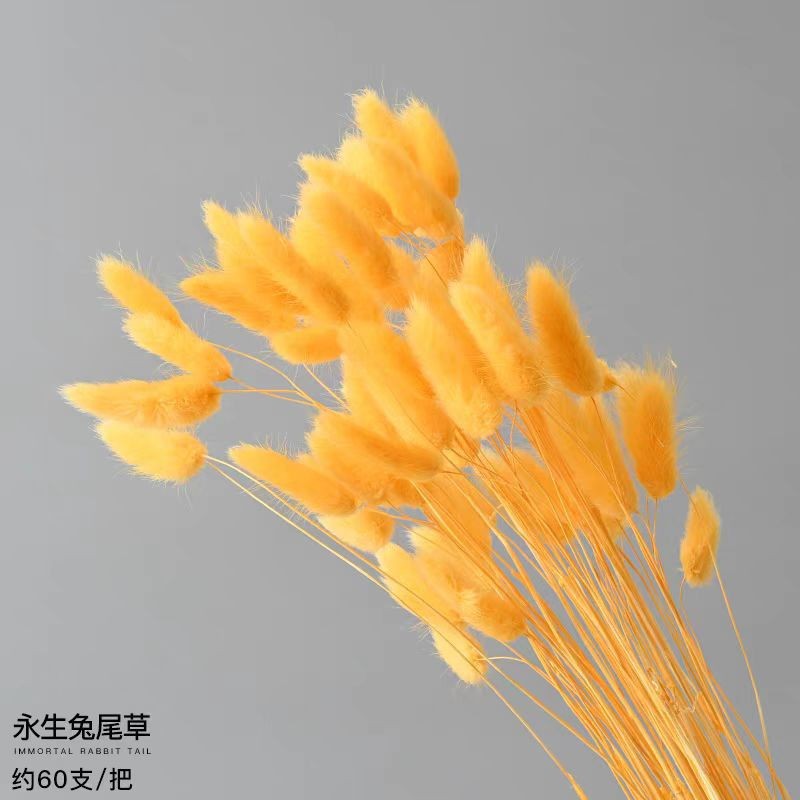 노란 토끼꼬리풀 120개 묶음