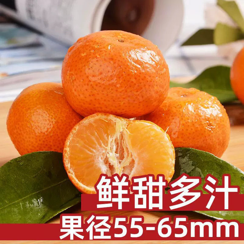 现摘雪杉蜜橘无核薄皮柑桔新鲜橘子当季水果大量批发工厂一件批发