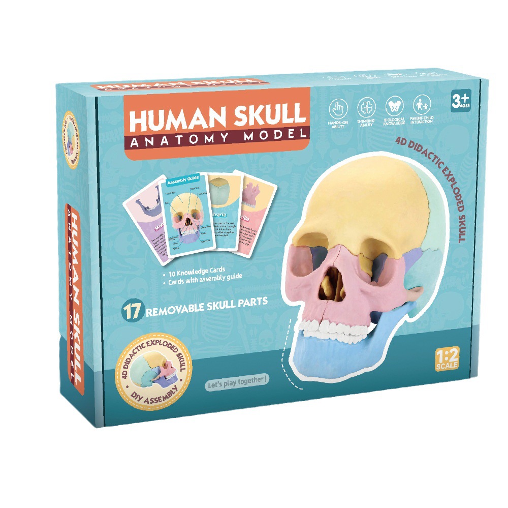 4d cráneo humano cráneo anatomía modelo montado ciencia y educación juguete humano cráneo anatomía modelo