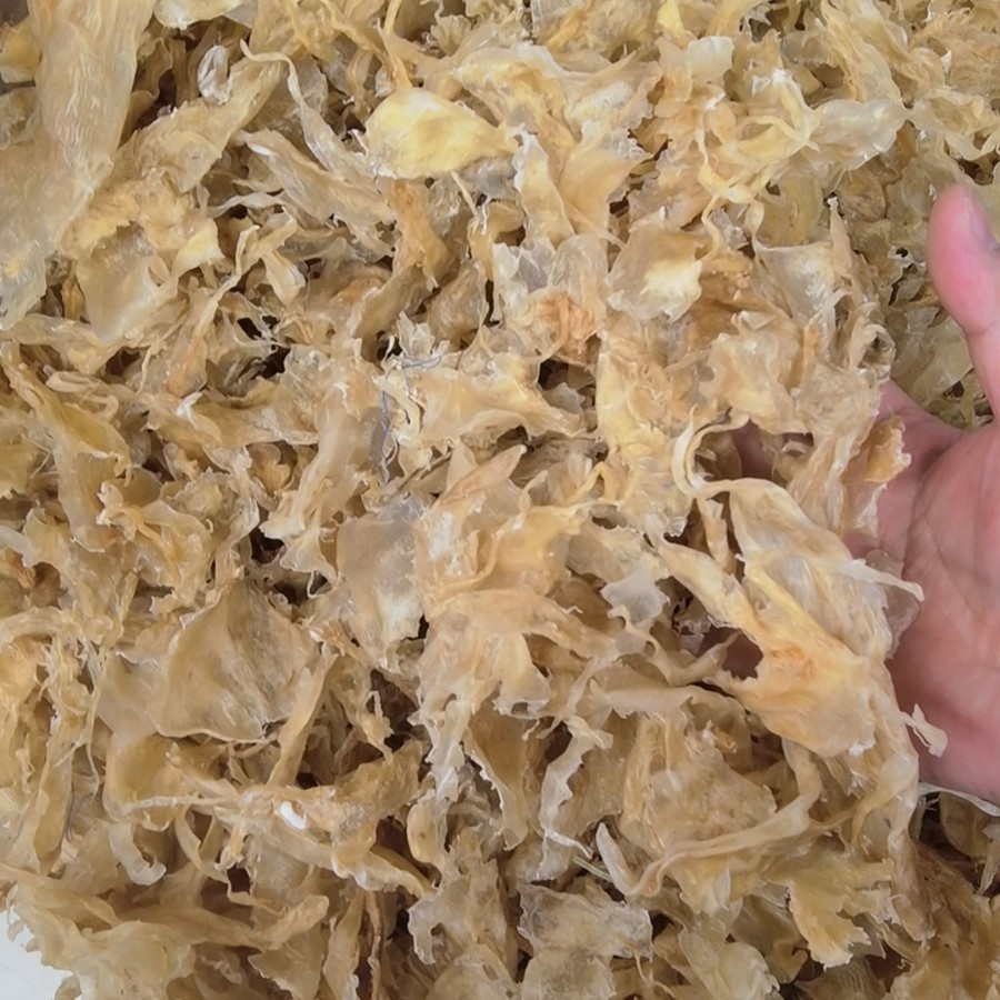 斗湖鱼胶碎胶条  餐饮批发鱼胶碎煲汤