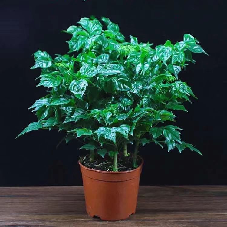 Happy Tree Living Room Potted Large Green Plants Are Good for Feeding Indoor Florals and Remove Formaldehyde. Peace Tree Is Evergreen Plants All Year Round