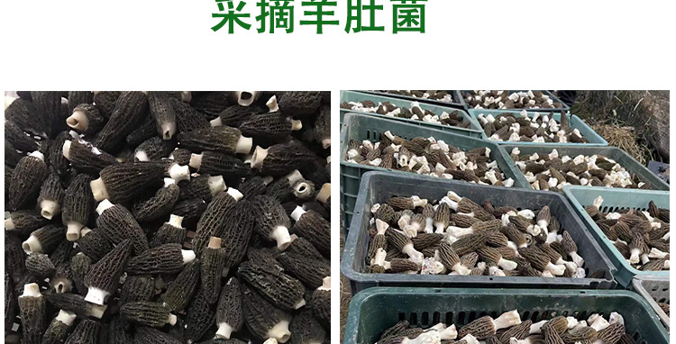 阿里羊肚菌3-55-7_06