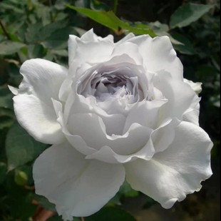 Gabriel Archangel Rose Fragrant Florals Abundant Shrubs Balcony Roses Blooming in All Seasons Rose Seedlings Fragrant