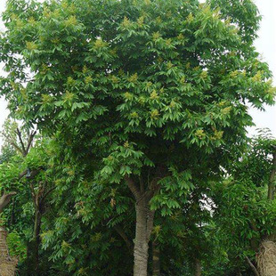 Base Boxwood Saplings, Large Boxwood Trees for Greening Projects, Street Trees, 3-30cm Boxwood Trees