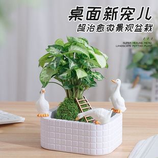 ˮ��ֲ�︻�F���k���҃�����С���ԃ����՚�����ȩ���˾Gֲ���B