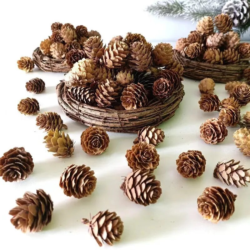 Pine nut larch single large pine Flower Crafts material Christmas decoration shooting props Pine nut larch single large pine Flower Crafts material Christmas decoration shooting props