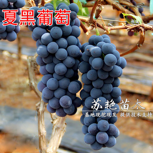 ������ �ĺ������� �޽����ј����ĺڟo�˟o���������Ϸ������Nֲ