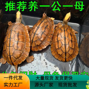Money Turtle Pet Stone Money Small Green Turtle Hatchling Domesticated Longevity Small Turtle Live Animal Southern Breed Modern Modern