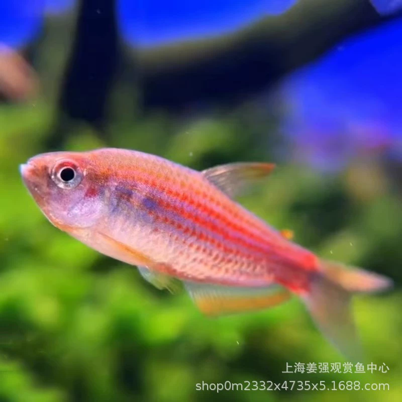 Лейка 彩虹星钻灯 Fish ornamental fish rainbow star diamond emperor grass tank fish South American small fish tropical ornamental fish live