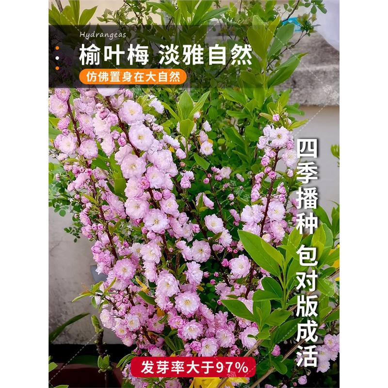 新采榆叶梅种子 重瓣榆叶鸾枝  绿化林木苗木树  小桃红种子