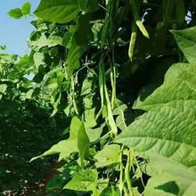 �ض���һ̖���ǷN�ӟo���ļ����˶��N�ӌ��v���۰�ɏ���N��