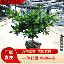 һlĵdӻ С~dӻ ľ ǘ