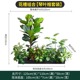 Flower trough combination [qin ye rong set]