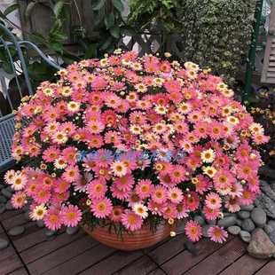 ✅ Marguerite Flower Seeds Balcony Flower Garden Plant Potted Seeds Candy Daisy Wood Spring Chrysanthemum All Year Round