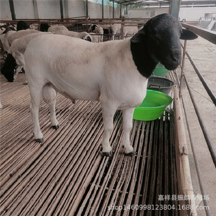 ���l ���^�Ų��� �s���Ų��d�� С�������N��