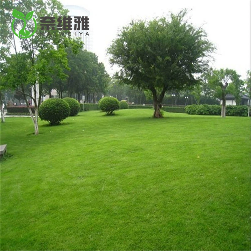 Импортированные семена вечнозеленого газонного дерева для заселения двора виллы и защиты склонов. Семена газонной травы вечнозеленые и устойчивы к подступению в любое время года.