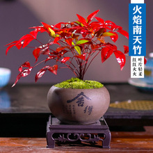 ֲ̨͏dСGֲ辰B׻[