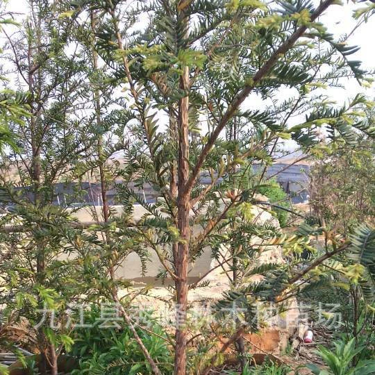 Саженцы ясеня Лушань Цзянси Ясень Оптовые цены на ясень Ясень 5cm 8cm Растение