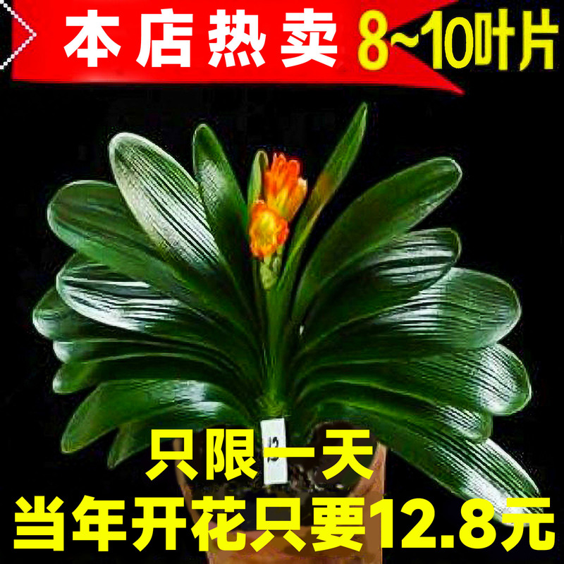 Clivia Potted Old Seedlings Are Easy to Grow in All Seasons, Succulent Florals with Buds, Green Plants, Indoor Round-Headed Monk-Sized Seedlings Clivia Potted Old Seedlings Are Easy to Grow in All Seasons, Succulent Florals with Buds, Green Plants, Indoor Round-Headed Monk-Sized Seedlings