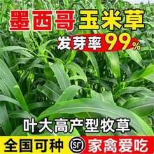 �M��ī�������ײݷN�у�12��~���ײ��i��ţ�~���Bֳ���Ѹ߮a����