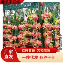 红心火龙果苗盆栽树苗当年结果蟹爪兰嫁接砧木三角柱进口蟹爪兰