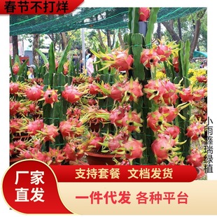 �t�Ļ����������Ԙ��箔��Y��зצ�m�޽���ľ�������M��зצ�m