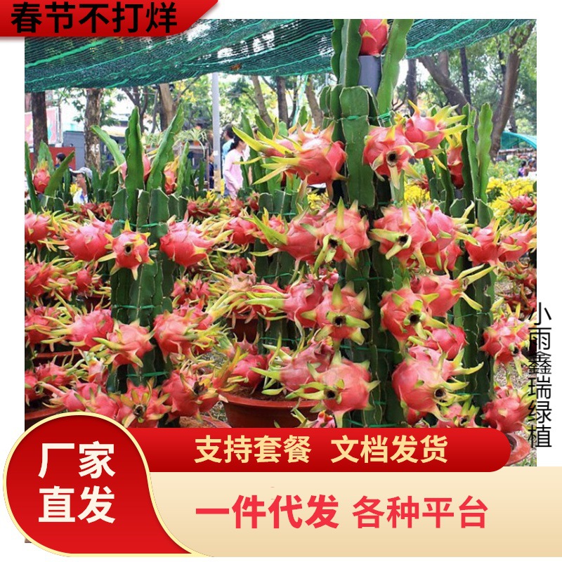红心火龙果苗盆栽树苗当年结果蟹爪兰嫁接砧木三角柱进口蟹爪兰