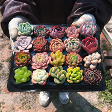 多肉植物组合盆栽小绿植花卉玉露大颗好养室内肉肉 带盆老桩